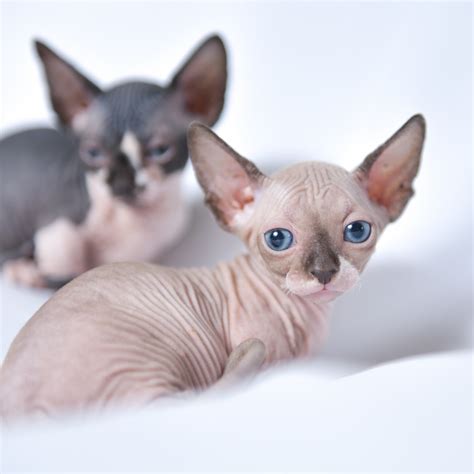 Sphynx Cattery of Excellence. We are a well-established, small ANCATS registered cattery specialising in hairless cats. We pride ourselves with producing kittens of exceptional quality. We are fully registered and have the stamp “Cattery of Excellence” for our facilities and ethics. Our Story..