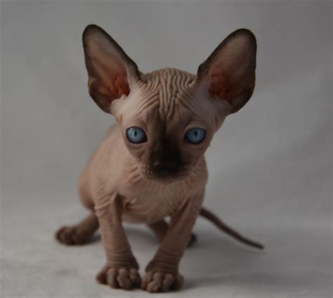 Sphynx kitten for sale. The Sphynx is like a clown performing for the applause. Their silly and mischievous personalities only enhance how lovable they are. They can certainly be playful but they are also loyal companions that love to be close to humans or other cats. They are a great pet for homes with children, other cats and cat-friendly dogs. 