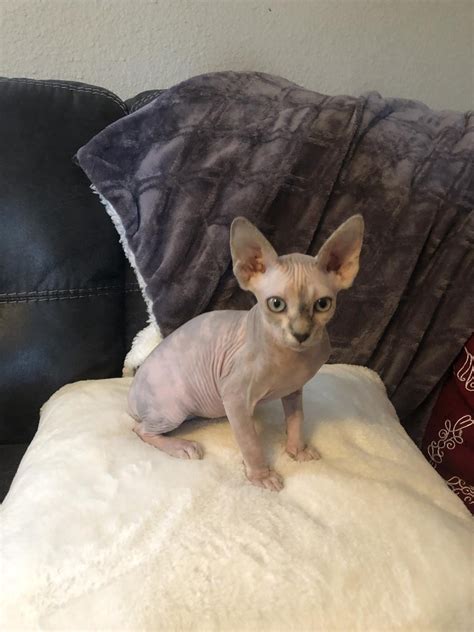 Sphynx for Sale $100 Sphynx for Sale $300 Sphynx Kittens for Sale $500. Hairless Cats: A Natural Phenomena. As if the felid family was not fascinating enough, a random mutation dictated there should be a hairless cat. From sparsely furred to completely bald, the Sphynx is renowned for its vibrant personality and exotic beauty. However, the ...