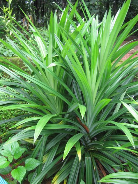 Spice Pages: Pandan leaves (Pandanus amaryllifolius, …