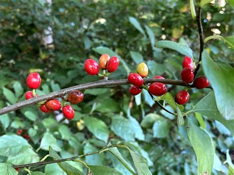 Spicebush Direct Native Plants