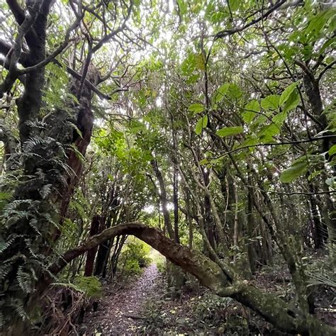 Spicer Link Hiking Trail, Porirua, New Zealand - Hiking Project