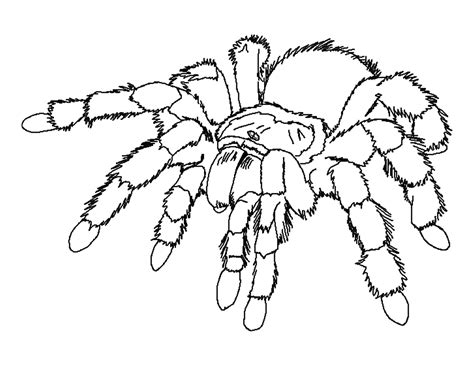 Spider Coloring Pages