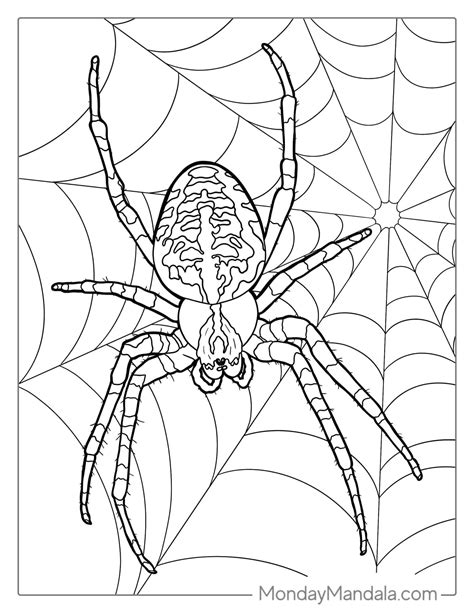 Spider Coloring Sheets