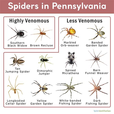 Spider Identification Chart Pa
