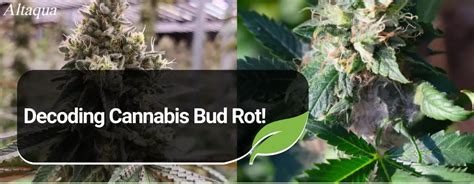 Spider Man Rot: A Comprehensive Guide for Cannabis Growers