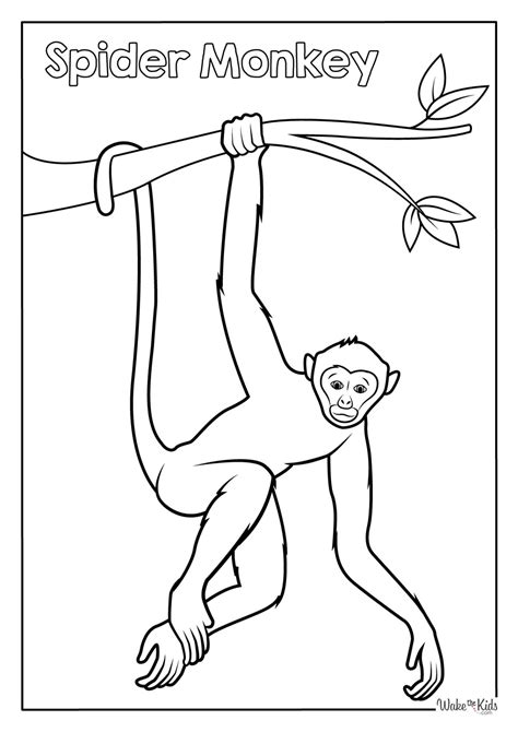 Spider Monkey Coloring Page