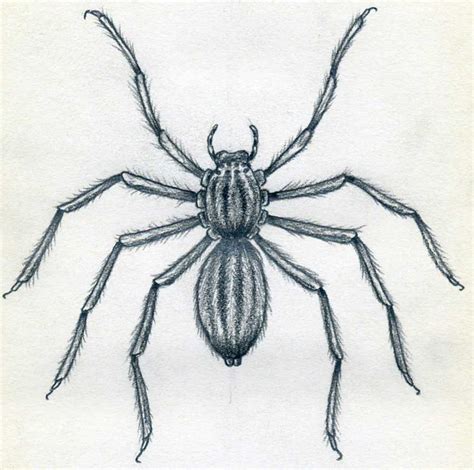 Spider Sketch Drawing