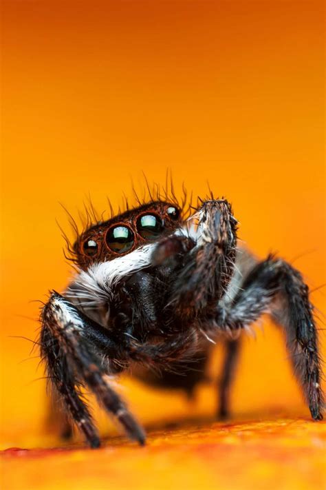 Spider Video Onlyfans Leak