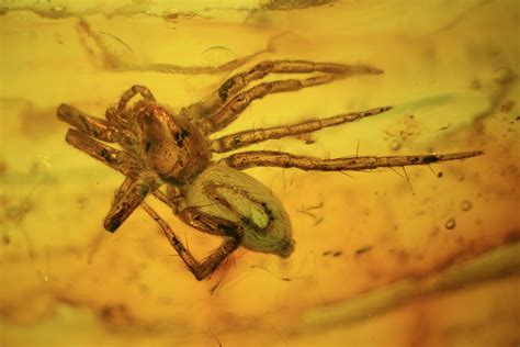 Spider fossil. The spider was dug up at a site called Daohugou in Inner Mongolia that is filled with fossilized salamanders, small primitive mammals, insects and water crustaceans.During the Jurassic era, the fossil bed was part of a lake in a volcanic region. Spider fossils from this period are rare, because the arachnids’ soft bodies are easily destroyed. 