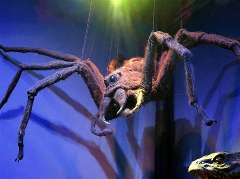 Spider from harry potter.  In &ldquo;Harry Potter and the Chamber of Secret...
