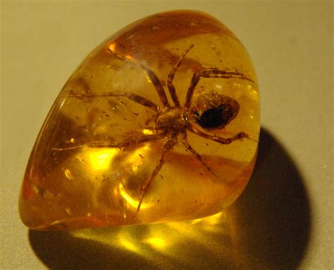 Researchers at Capital Normal University in Beijing recently acquired four specimens of spiders trapped in Burmese amber, dated to 98.8 million years ago and mined in the Hukawng valley of .... 