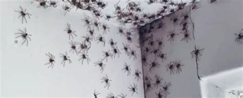 Spider infestation. Things To Know About Spider infestation. 