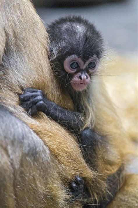 Spider monkey breeders. May 10, 2023 · In this article, we will explore popular monkey breeders in North Carolina and some things to remember before bringing a monkey home. These intelligent and active primates are becoming more and more popular as alternative pets in many parts of the world. Whether you are a seasoned animal keeper or a beginner looking to try something … 
