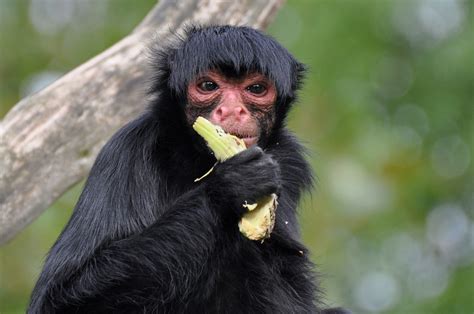 Black spider monkeys are mainly fruit eaters. In fact, around 75% of their diet consists of fruits. The rest of their diet consists of leaves, flowers, insects, and nuts. Black spider monkeys have been known to eat over 100 different kinds of fruits! Some of their favorite fruits include bananas, figs, and coconuts.. 