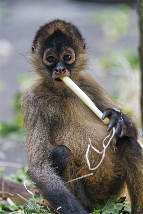 Spider monkeys are frugivores preferring a diet of 90% fruit and s
