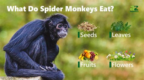 The brown spider monkey mainly forages in the forest canopy and relies mostly on its senses of sight, smell, taste, and touch to find food. It is mainly herbivorous and frugivorous. A main component of the brown spider monkey's diet is ripe fruit. Over three quarters of its diet is lipid -rich fruits.. 