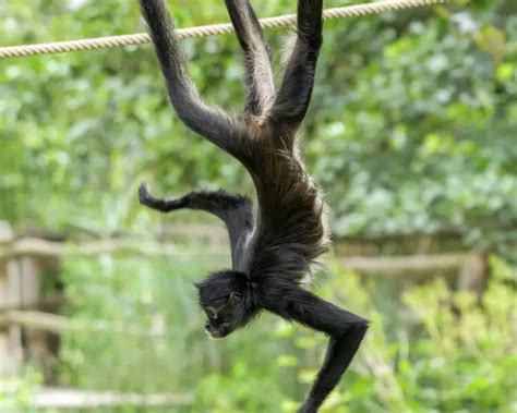 Spider monkey fuck position.  In all the observed Discover Mexican Spider Mon...