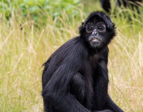 Weight :13-24 pounds Lifespan: 20-27 years Diet: Omnivore Habitat: Central and South American rain forests Population: Decreasing Conservation Status: Vulnerable to Critically Endangered Species There are seven species and seven subspecies of spider monkey.. 