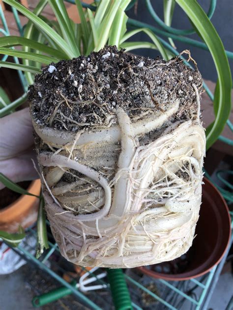 Spider plant roots. Dec 21, 2020 · HELP! I went on vacation and asked a family member to care for my plants. The plant in concern is my spider plant. This plant is 8+ years and it’s been a beautiful plant. She gave the spider plant a half gallon of water and it drenched. When I returned home, I took it apart and got rid of all the root rot. It no longer has a root ball. 