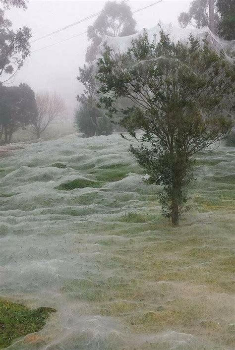 Spider season in australia. Things To Know About Spider season in australia. 