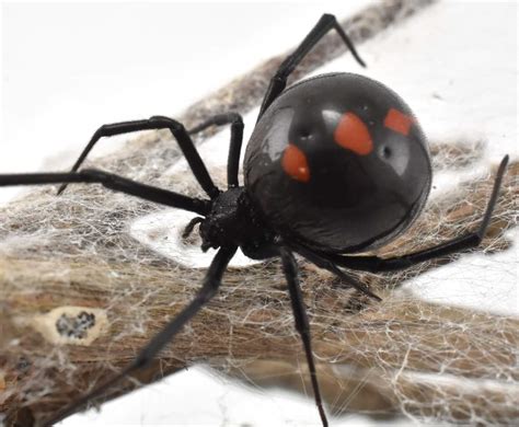 Spider wars: Black widows are being killed off by non-native brown widows