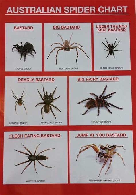 Spider watch a guide to australian spiders. - Constitution et règlemens [sic] de l'association st. françois-xavier de montréal.