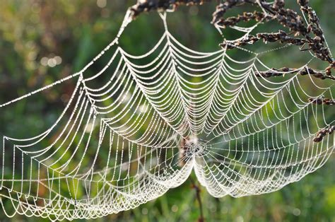 Spider website. PunkSpider's Web. The reincarnated version of PunkSpider has already revealed real flaws in major websites. Caceres showed WIRED screenshots that demonstrated cross-site scripting vulnerabilities ... 