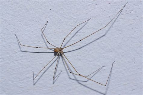 Up close, pictures of this white spider reveal tiny black dots on its body and fine black hairs covering its long spindly legs. The white candy-striped spider measures 0.23” (6 mm) long. Despite the small size of this white spider, its long legs make it appear larger. Although the spider typically has a white body, it can also be cream or green.