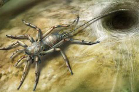 The specimen, which was preserved in amber from Myanmar and closely resembles modern spiders, has a whip-like tail that is longer than its body, similar to a scorpion’s. The discovery closes a gap in the fossil record of 170 million years, the researchers report. The team named the newly discovered arachnid Chimerarachne …. 