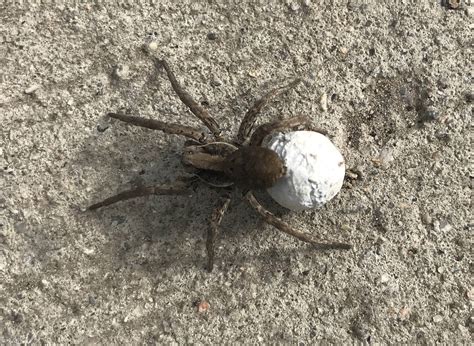Spider with tail and balls. Things To Know About Spider with tail and balls. 