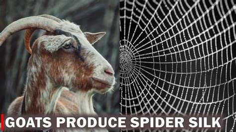 Spider-Goat, the Goat Which Produces Spider Silk Used …