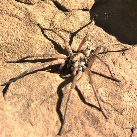 🔥 [PPV] Spiderdijon Onlyfans Leak