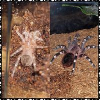 🍌 [HD] Spiderqueen666 Leaked