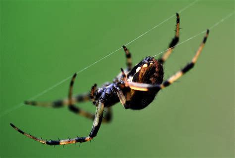 Spiders Are Weaving Webs Strong Enough To Hold …