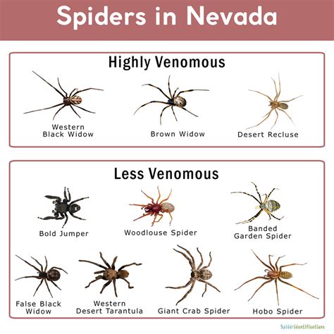 Spiders in Nevada: List with Pictures - Spider Identifications