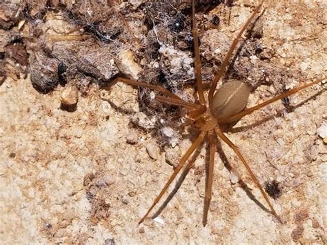 Spiders in arizona. Jul 13, 2021 ... We all know we are supposed to be afraid of them, but just how dangerous are they? 