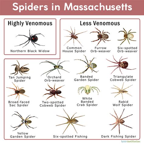 Spiders in massachusetts. This is probably one of the most seen spiders here in Massachusetts and can typically be identified quickly due to their long legs and tiny eyes. Daddy Longlegs do not create webs and lack venom. 