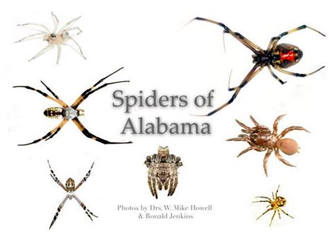 Spiders of the eastern united states a photographic guide. - Család és házasság a mai társadalomban..
