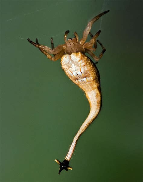 The Arachnura higginsi, commonly known as 
