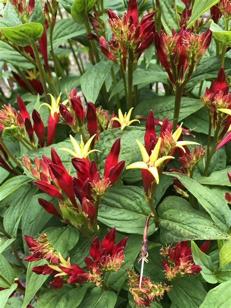 Spigelia marilandica Carolina pink /RHS Gardening