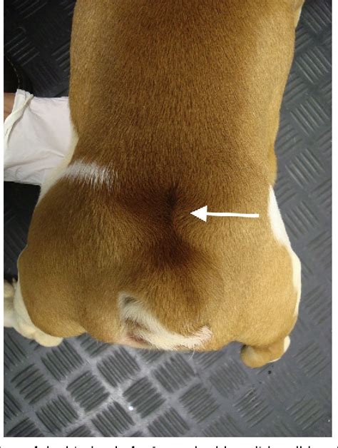 Spina Bifida In Bulldog Puppies