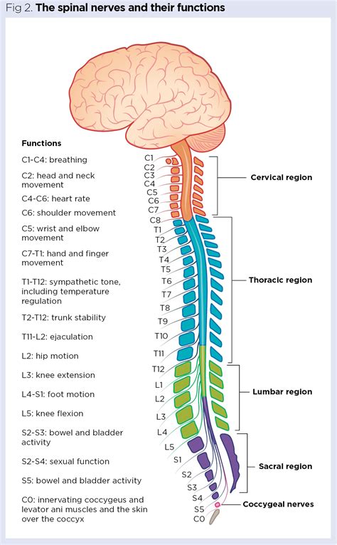 Spinal Nerve Locations And Functions