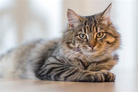 Spinal Trauma in Cats - Symptoms, Causes, Diagnosis, Treatment