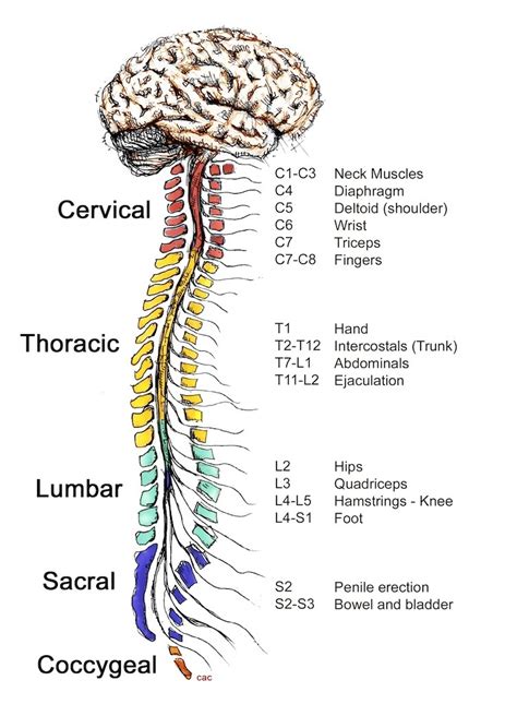 Spinal cord Systems Aula de Anatomia