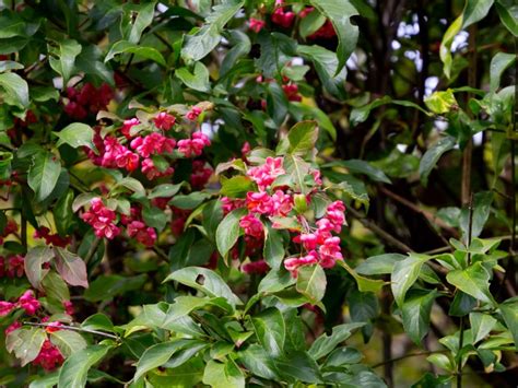 Spindle Bush Care - Tips For Growing A S…