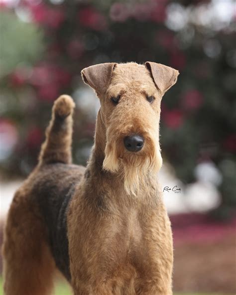 Spindletop airedales. Spindletop Airedale Terriers. Albums. See All. Mobile uploads. 132 items. Timeline photos. 13 items. Untitled album. 3 items. Cover photos. 2 items. All photos. May be an image of dog and indoor. May be an image of dog and indoor. May be an image of dog. May be an image of dog and indoor. 