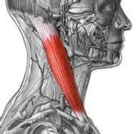 Spine/TMJ Goni & Tape measurements (Test 2) – Flashcards