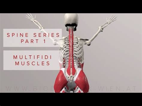 Spine Series Part 1: Multifidi Muscles (3D Animation) YouTube.