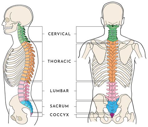 Spine one. The spine can be divided into five regions: Cervical spine (the neck): The first seven vertebrae at the top of the spine.; Thoracic spine (the back): The twelve vertebrae of the mid-back that are attached to your ribs.; Lumbar spine (the lower back): The five vertebrae of the lower back.; Sacrum (the base of the spine): This bone carries … 
